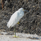 Snowy Egret