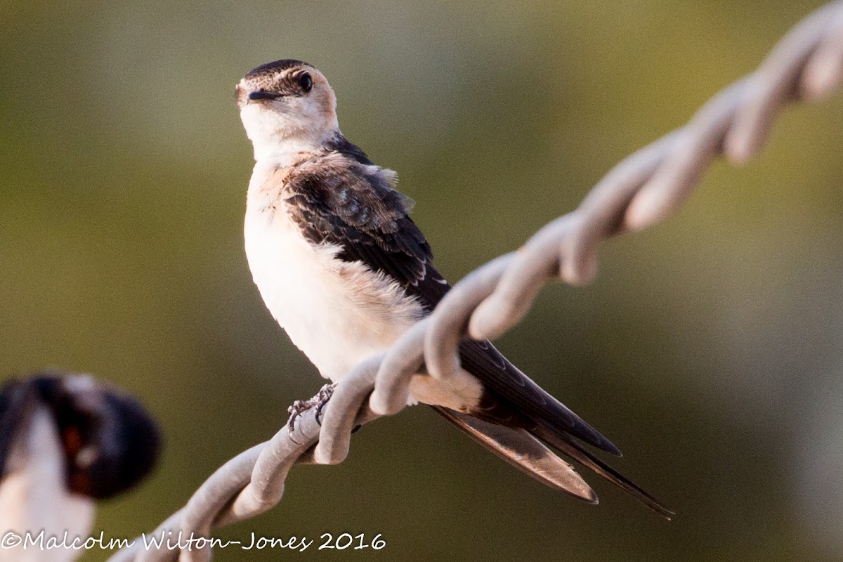 Red-rumped Swallow; Golondrina Daurica