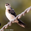 Red-rumped Swallow; Golondrina Daurica