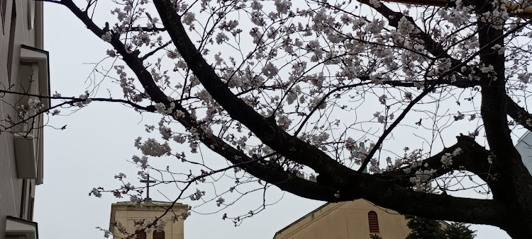 フィットの桜が満開🌸・フィットsi復活しました✨に関するカスタム事例の投稿画像7枚目