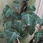 Canarian Ivy