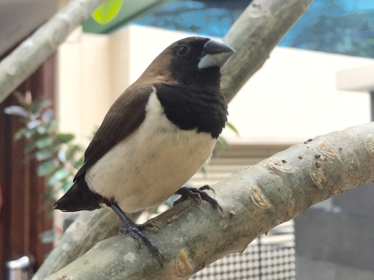 Javan munia