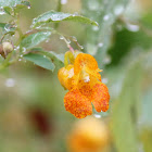 orange jewelweed