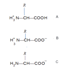 Amino Acids