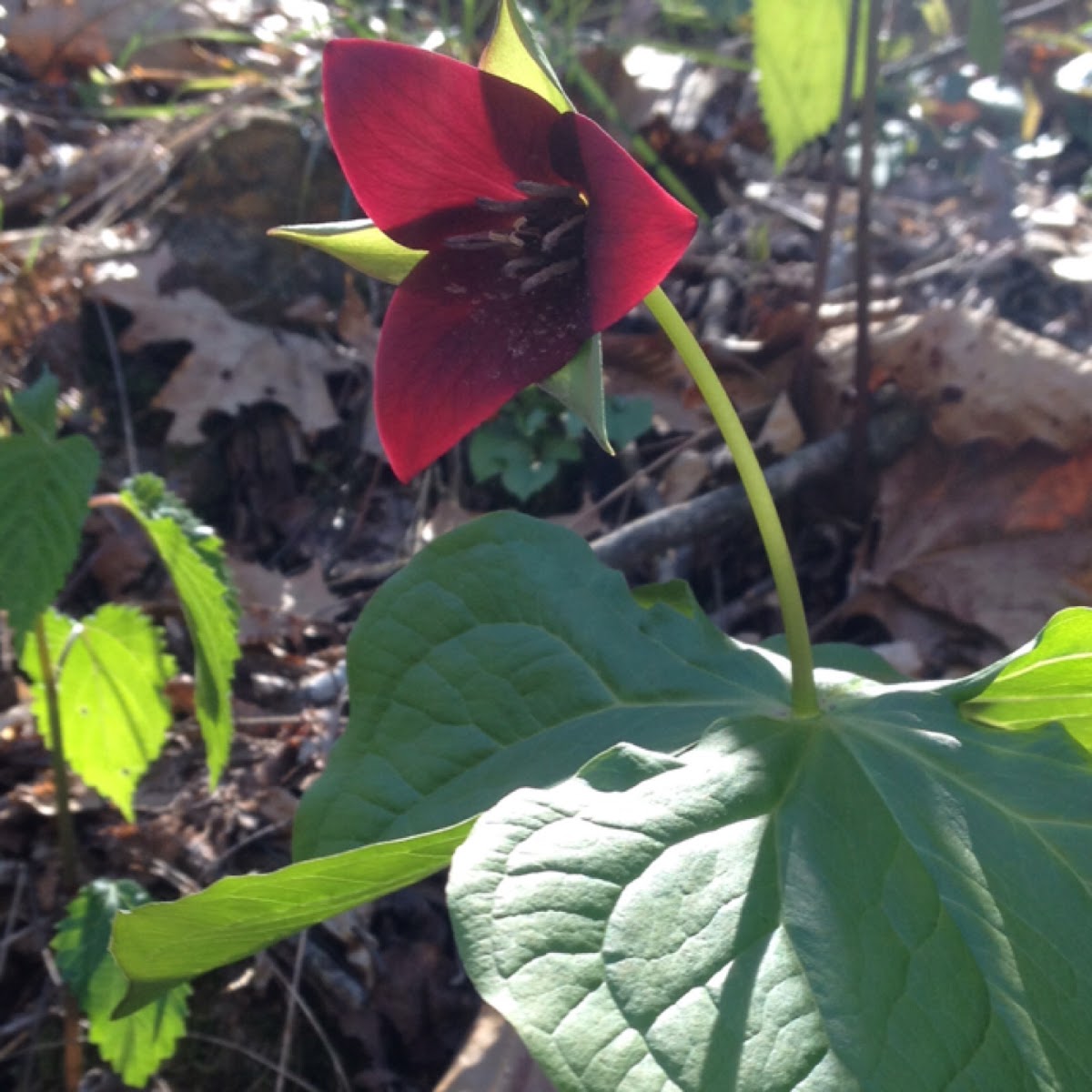 Sweet wake robin - vasey's trillium