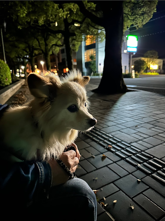 ヴェルファイアの宮崎・夜桜・iPhone14Proに関するカスタム事例の投稿画像6枚目