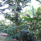 Papaya Tree