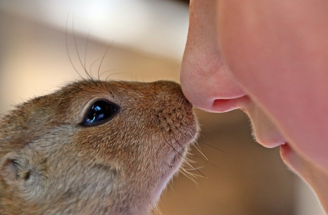 african-bush-squirrel-paraxerus-african-squirrel-child-s-face-160411.jpeg