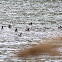 Ruddy Duck Flock