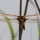 Four-spotted Chaser