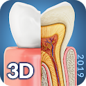 Dental  Anatomy