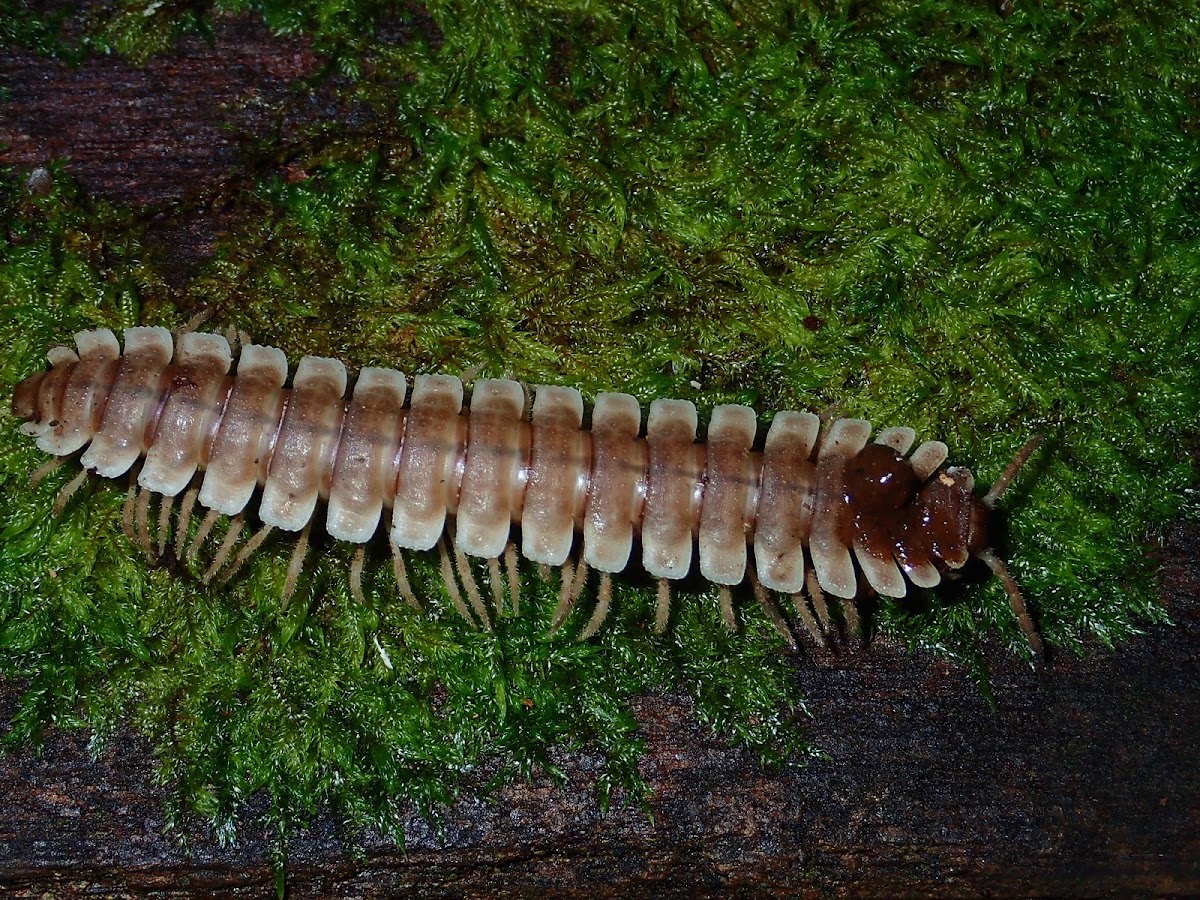 Millipede