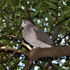 White-tipped Dove