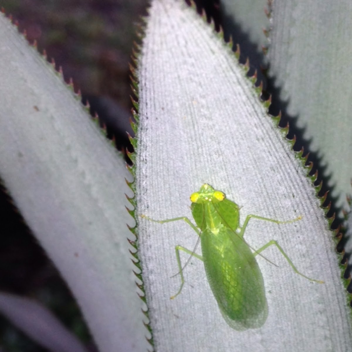 Praying mantis