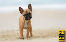 Puppy Wallpaper HD Custom New Tab small promo image