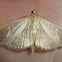 Pleuroptya moth