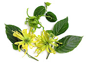 Ylang ylang.