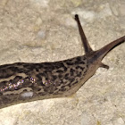 Leopard Slug