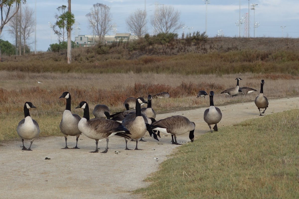 Canada Goose