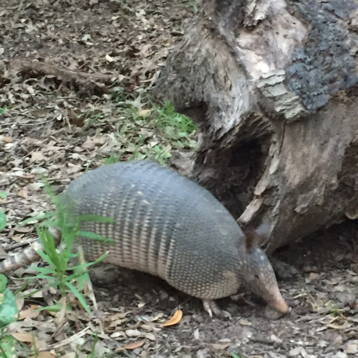 Nine-banded armadillo