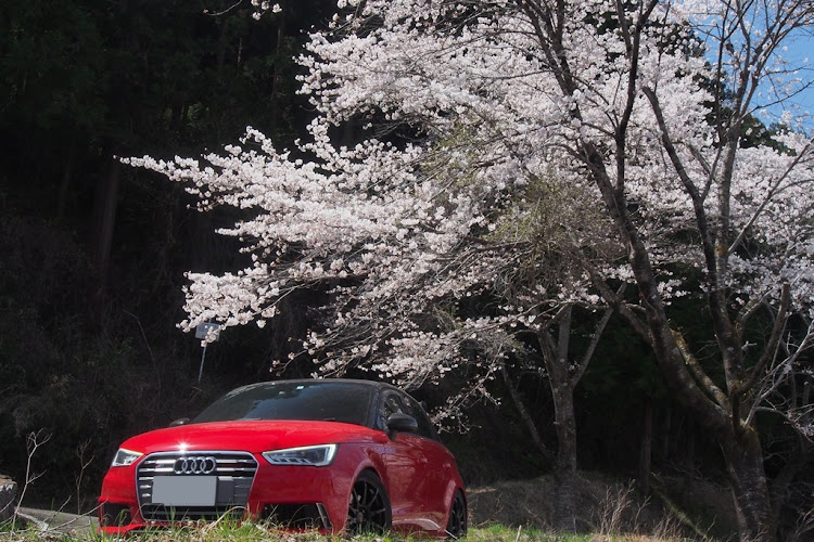 S1 スポーツバックの春の交通安全週間・桜とコラボ🌸・サクラと愛車・桜に関するカスタム事例の投稿画像18枚目
