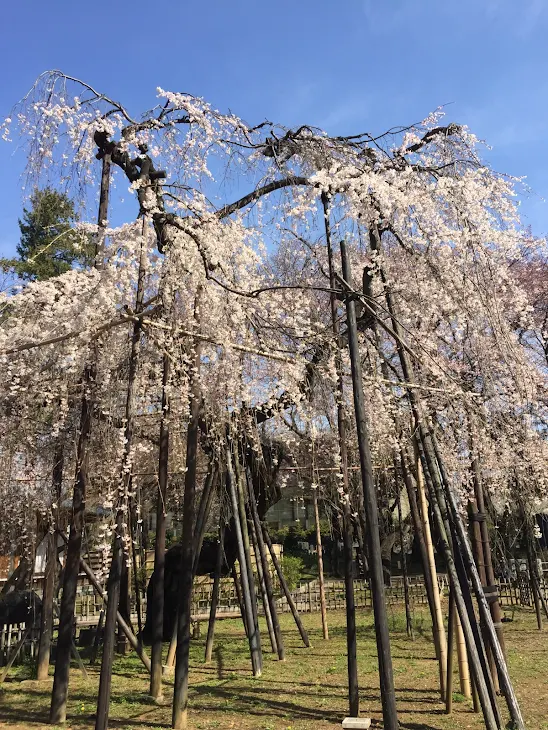 「桜」のメインビジュアル