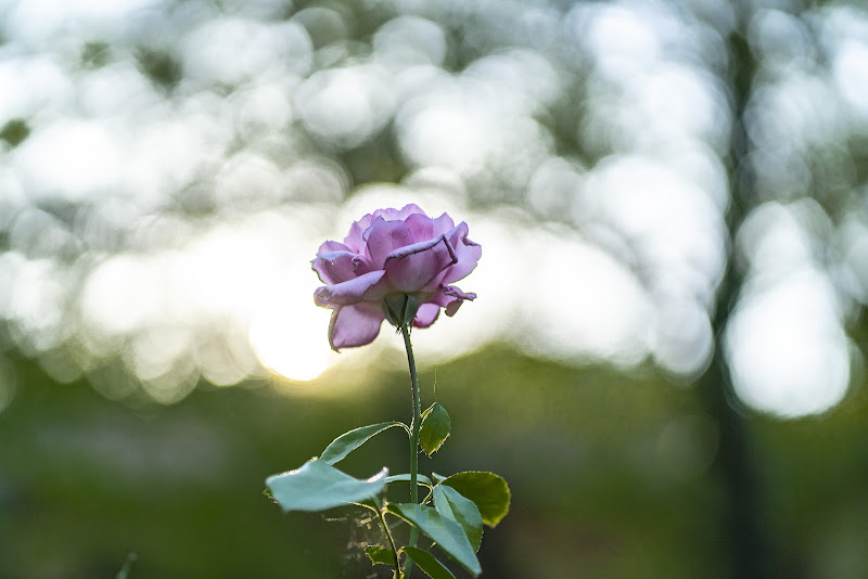 La Rosa al tramonto di Patton