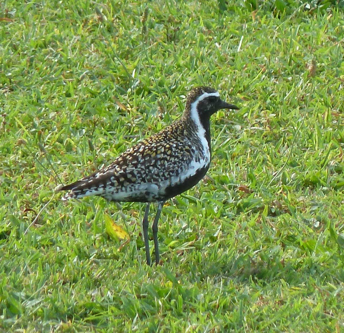 Pacific Golden Plover