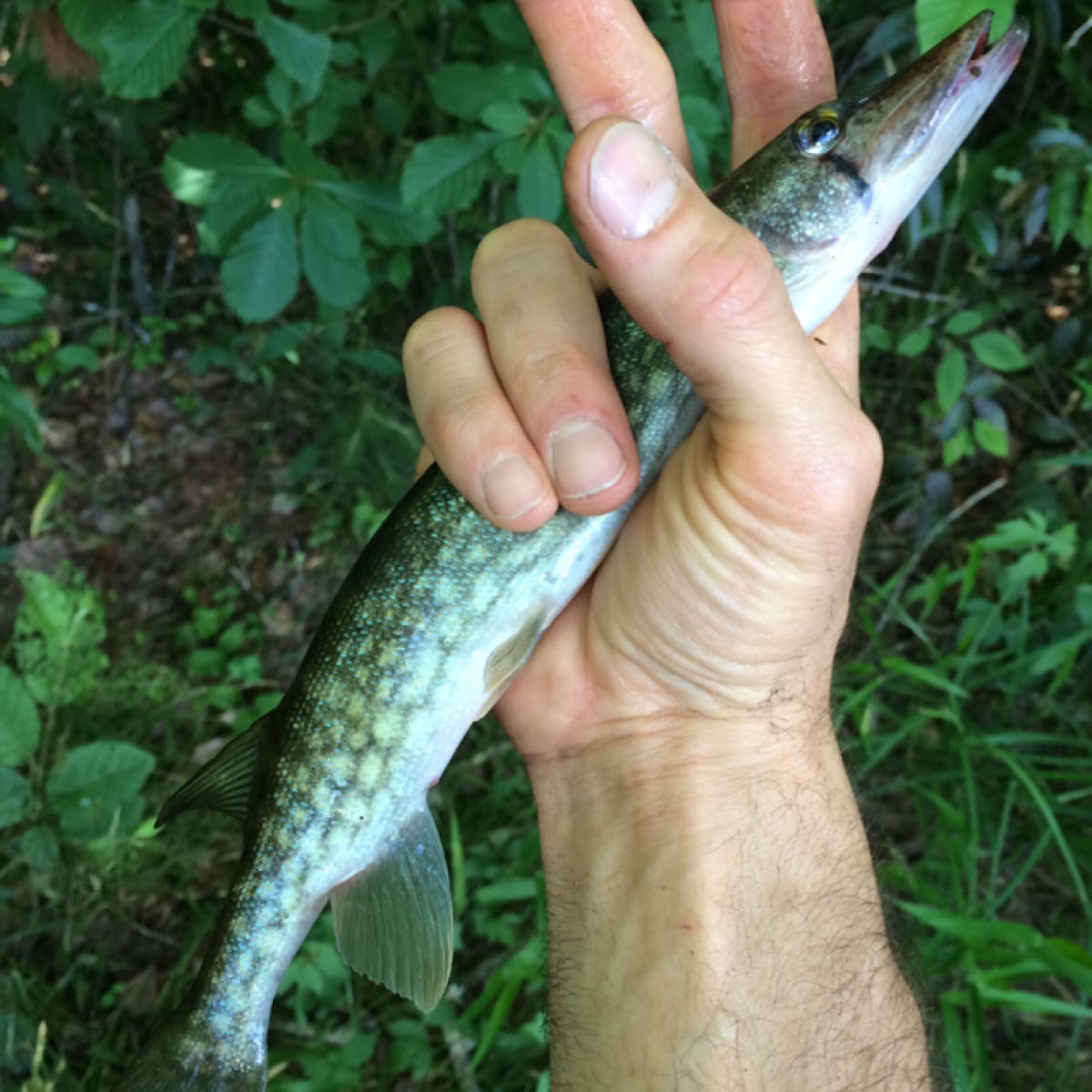 Northern pike