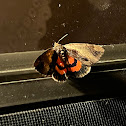 Ultronia Underwing