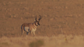 Antelope on the Plains thumbnail