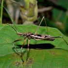 Assassin Bug