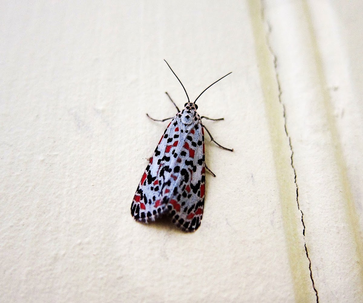 Salt and Pepper Moth