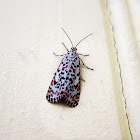 Salt and Pepper Moth