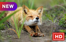 Cute fox popular animal HD New Tab Page Theme small promo image