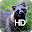 Raccoon Dog HD Wallpaper Download on Windows