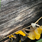 Fan-shaped jelly-fungus