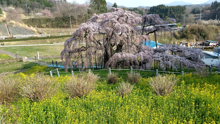 の投稿画像2枚目