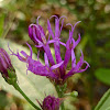 Ironweed