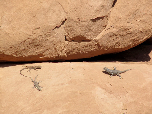 Lizards sunning