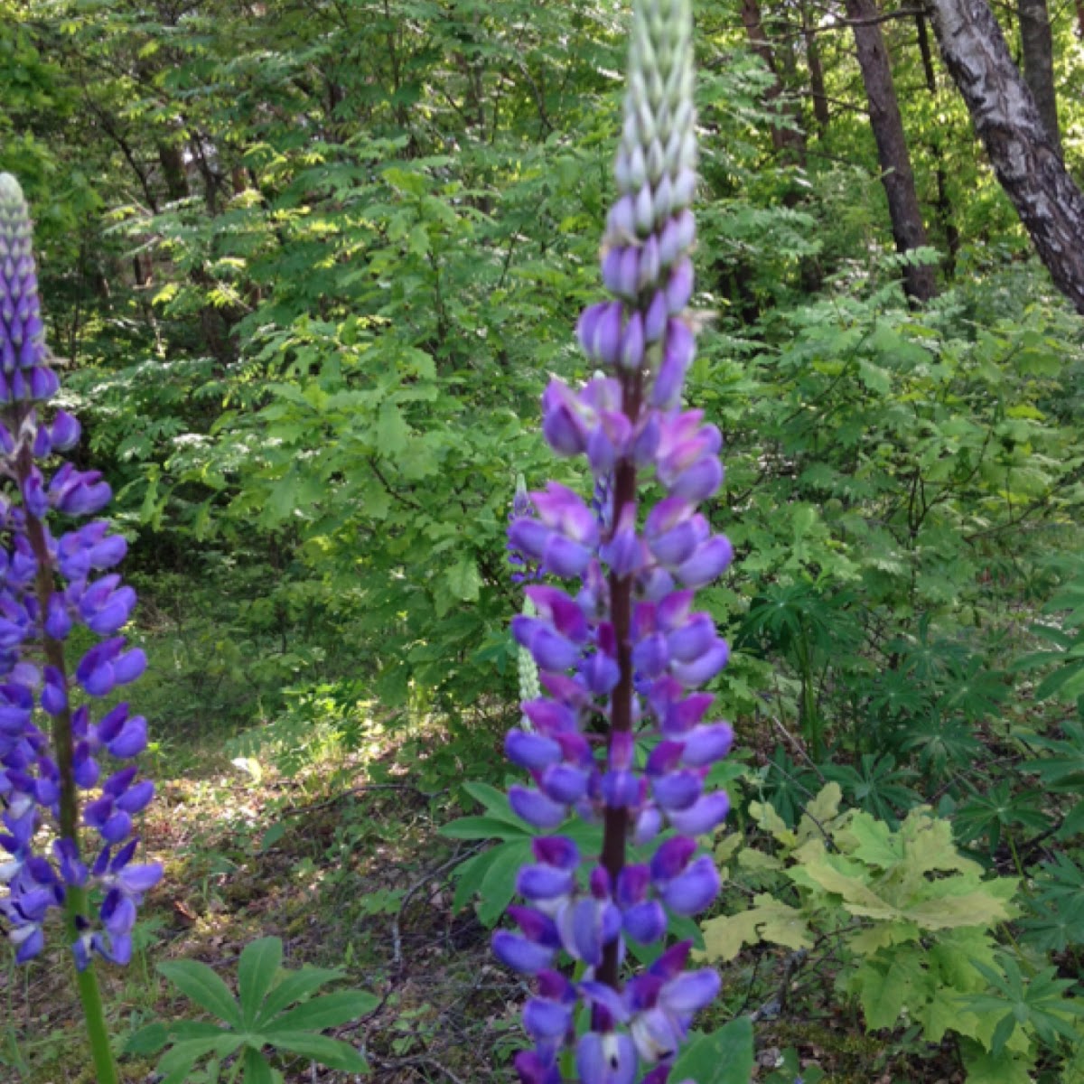 Lupin