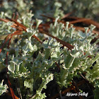 Rapp's Cup Lichen