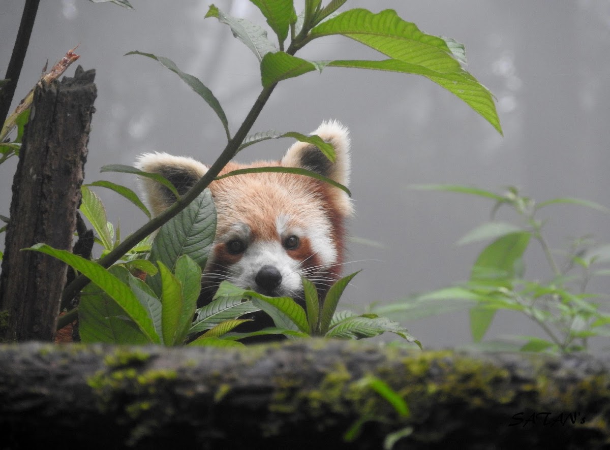 Red Panda