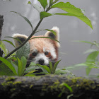 Red Panda