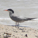 White-Cheeked Tern