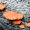 Shelf Fungi