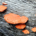 Shelf Fungi