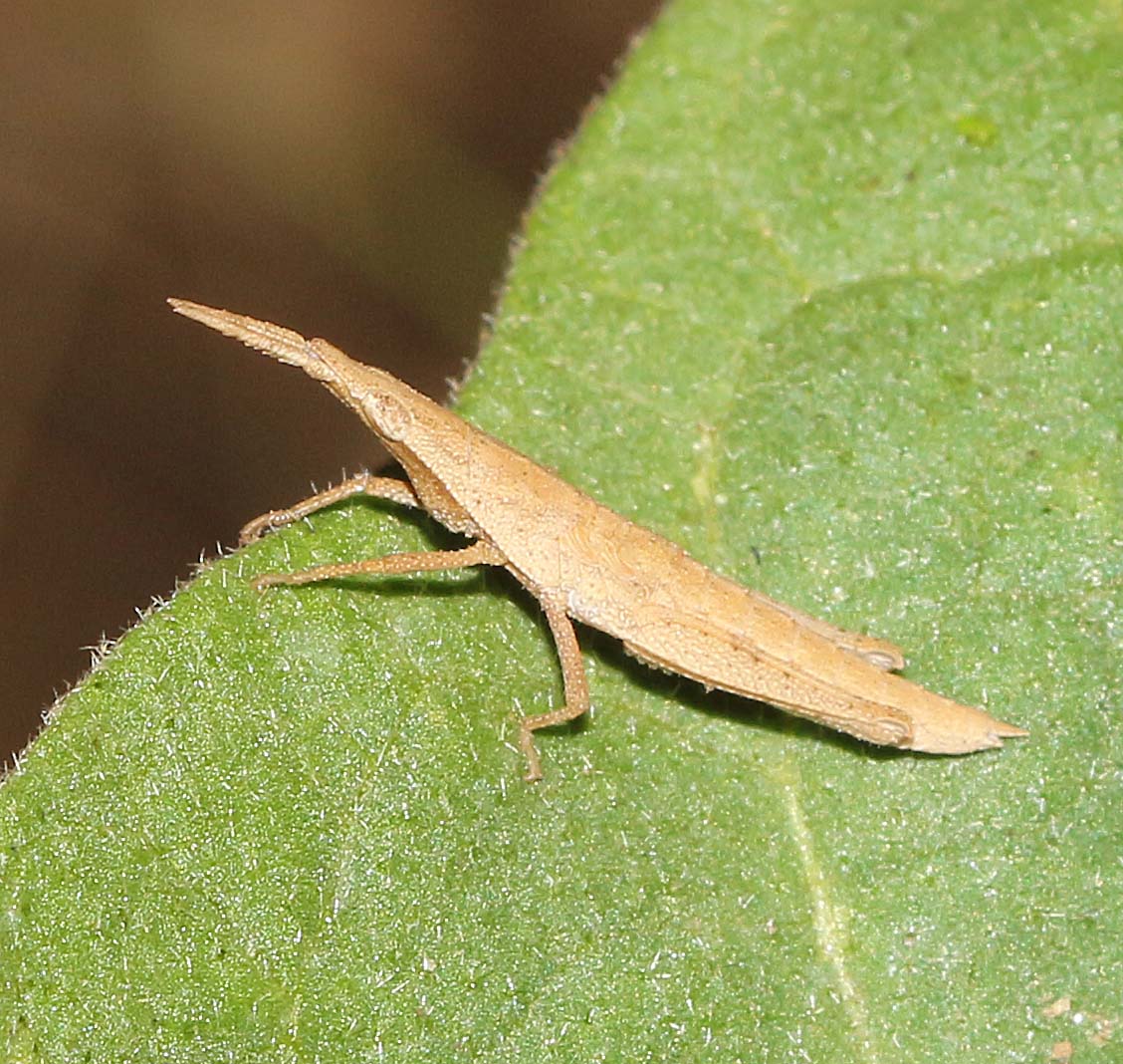 Slant-faced Grasshopper