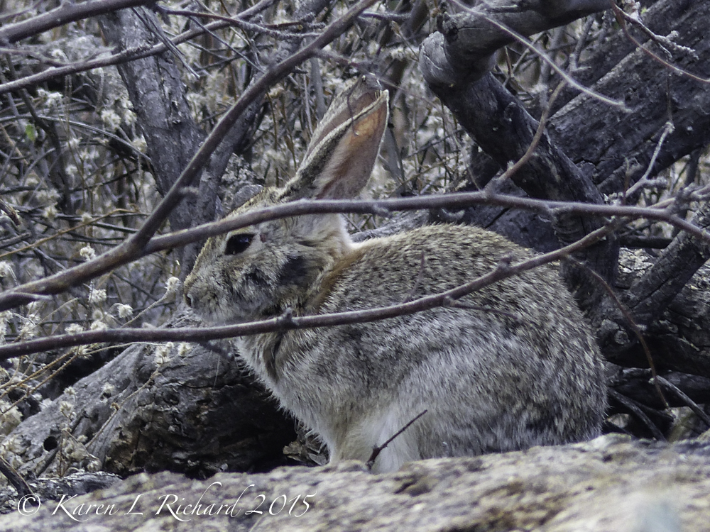 Desert cottontail