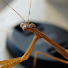 Brown Mantis